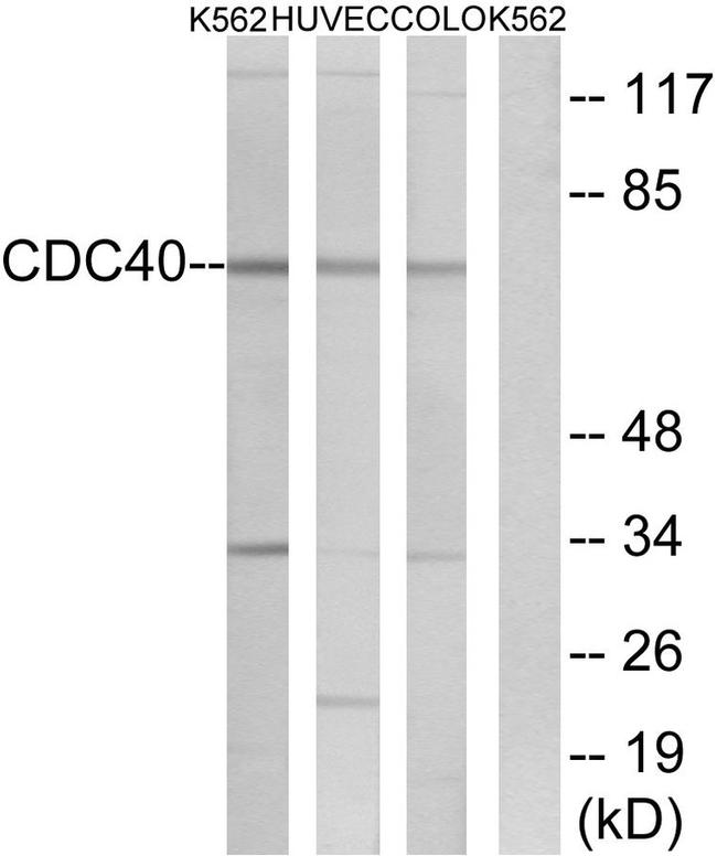 Cdc40 Antibody in Western Blot (WB)