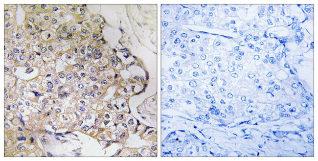 PART1 Antibody in Immunohistochemistry (Paraffin) (IHC (P))