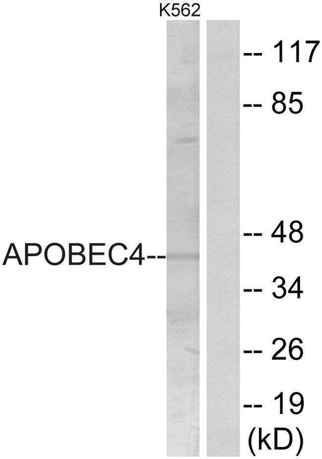 APOBEC4 Antibody in Western Blot (WB)