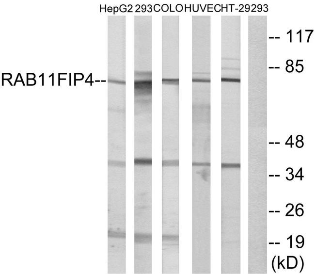 RAB11FIP4 Antibody in Western Blot (WB)