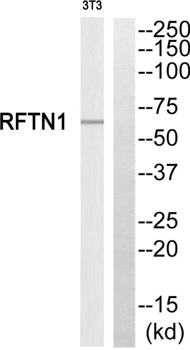 REPS1 Antibody in Western Blot (WB)