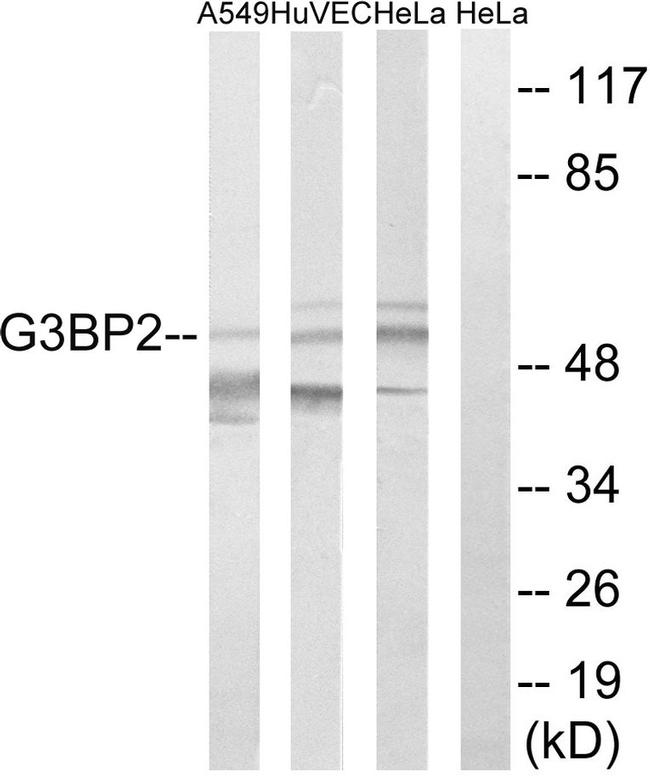 G3BP2 Antibody in Western Blot (WB)