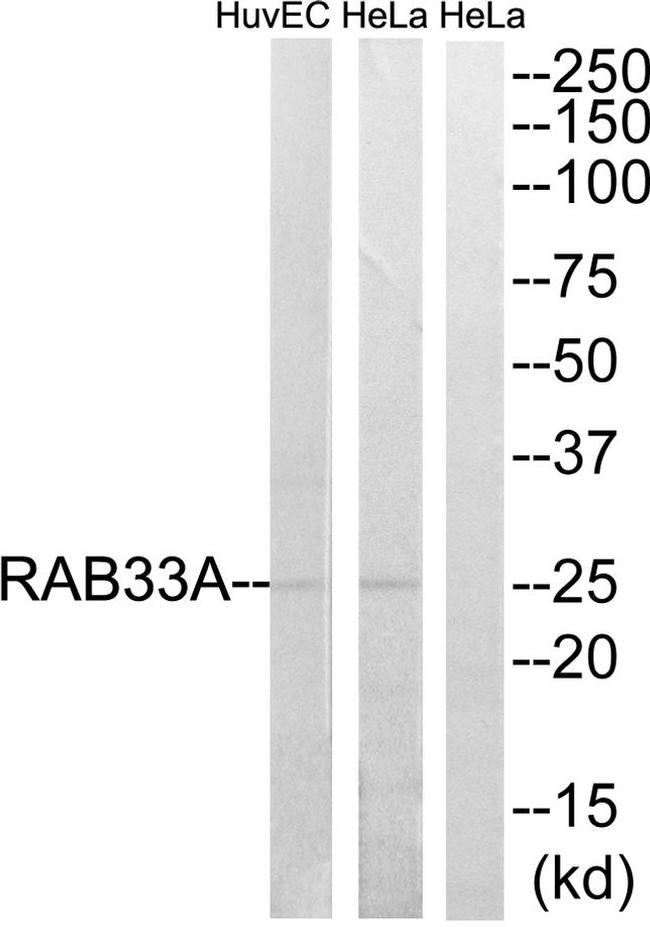 RAB33A Antibody in Western Blot (WB)