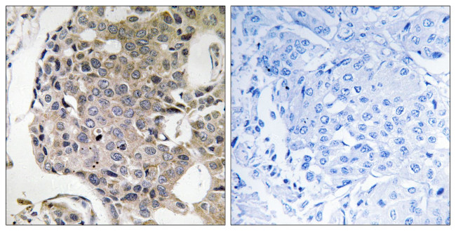 RIM4 Antibody in Immunohistochemistry (Paraffin) (IHC (P))
