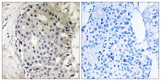 ARHGEF10 Antibody in Immunohistochemistry (Paraffin) (IHC (P))