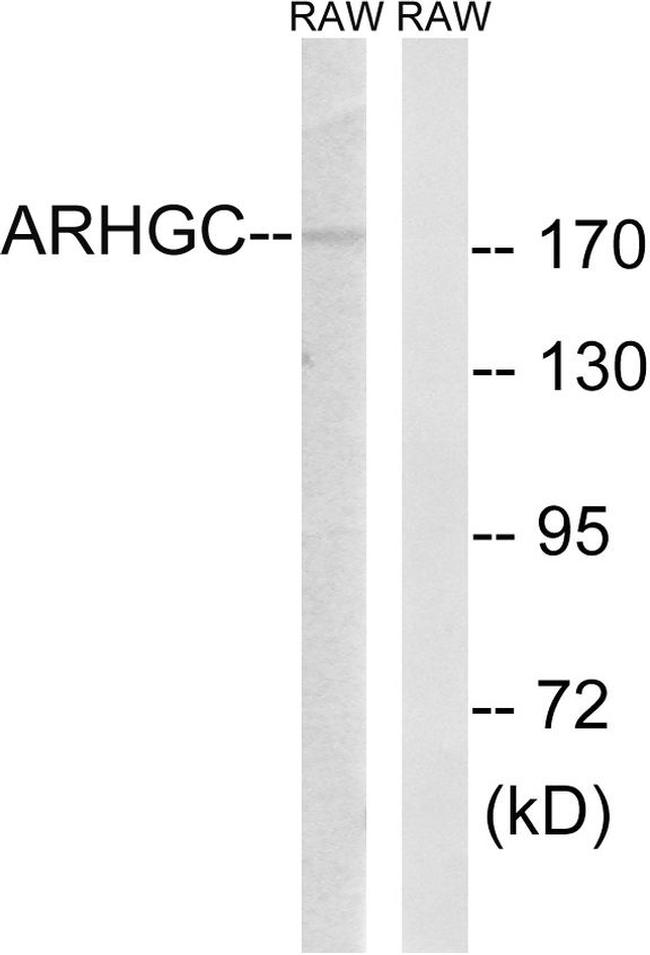 ARHGEF12 Antibody in Western Blot (WB)