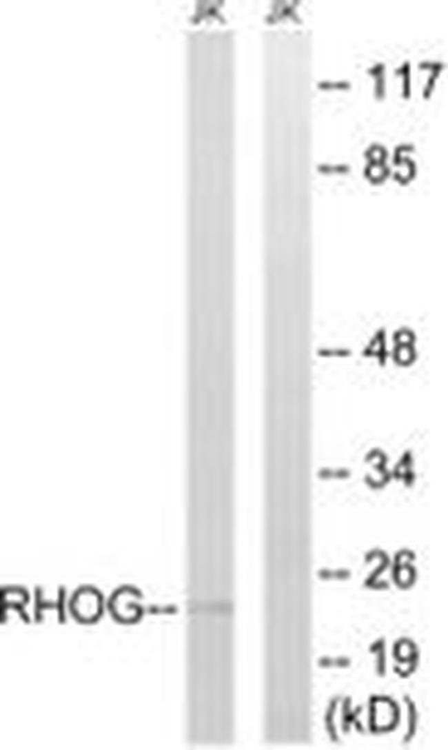 RhoG Antibody in Western Blot (WB)