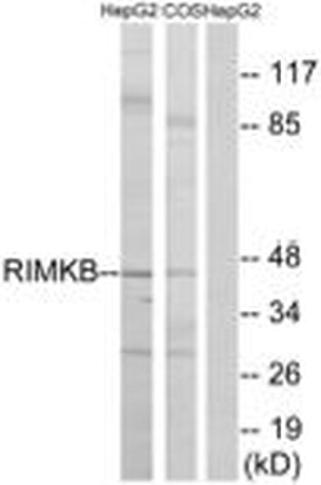 RIMKLB Antibody in Western Blot (WB)