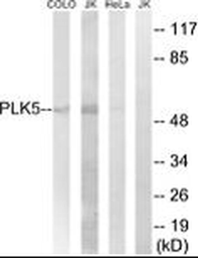 PLK5 Antibody in Western Blot (WB)