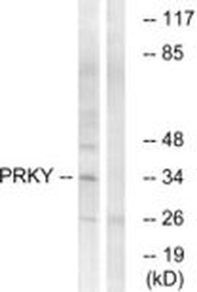 PRKY Antibody in Western Blot (WB)