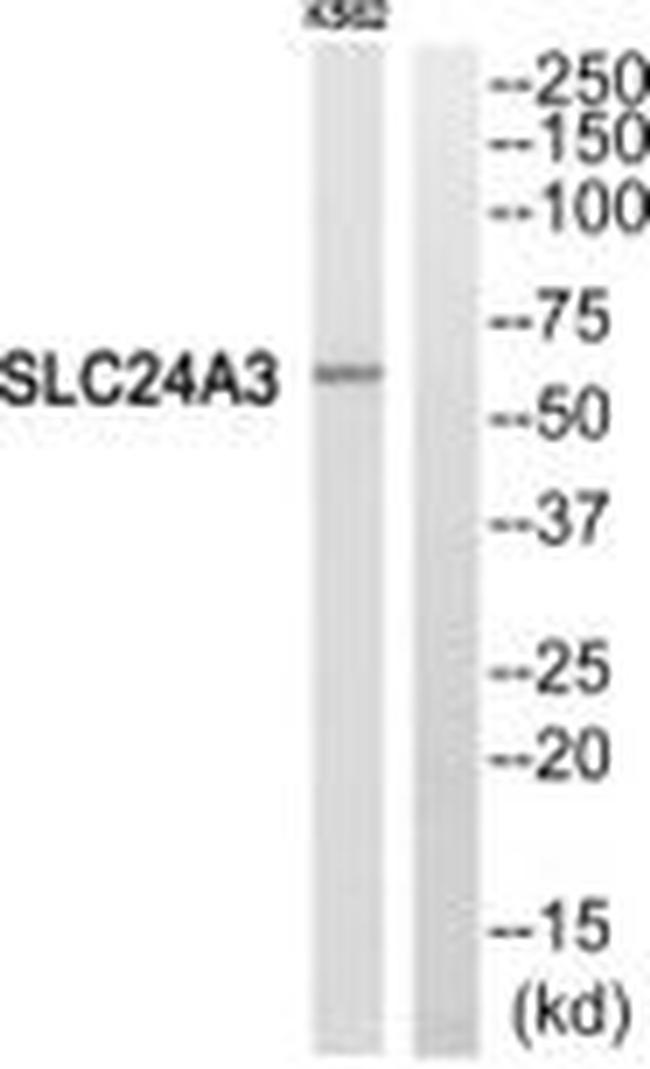 SLC24A3 Antibody in Western Blot (WB)