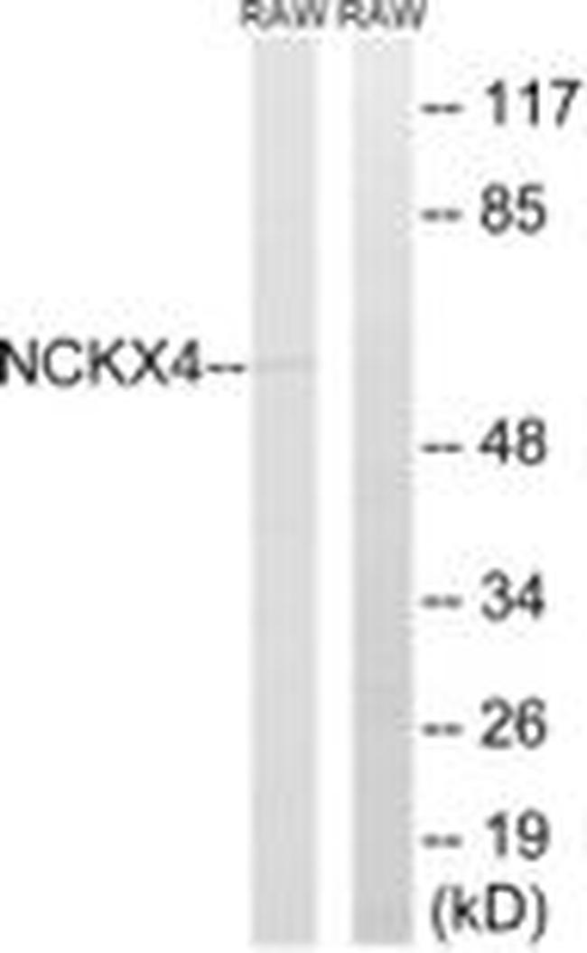 SLC24A4 Antibody in Western Blot (WB)