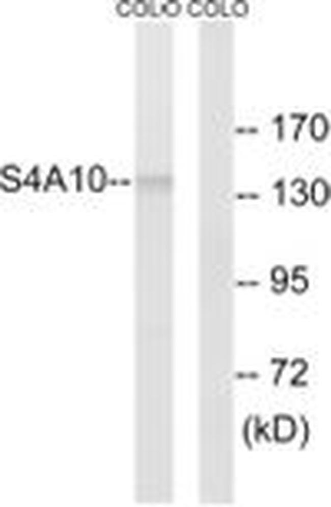 SLC4A8/SLC4A10 Antibody in Western Blot (WB)