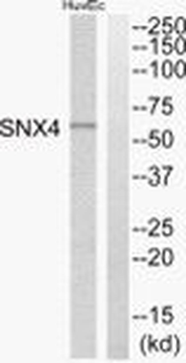 SNX4 Antibody in Western Blot (WB)