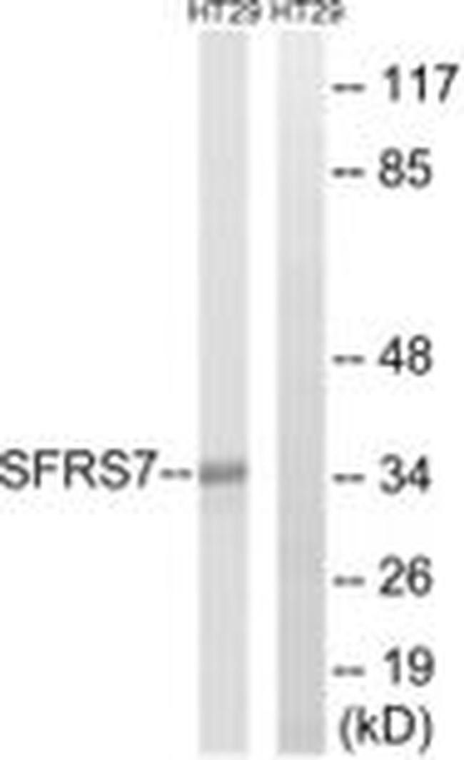 SRSF7 Antibody in Western Blot (WB)