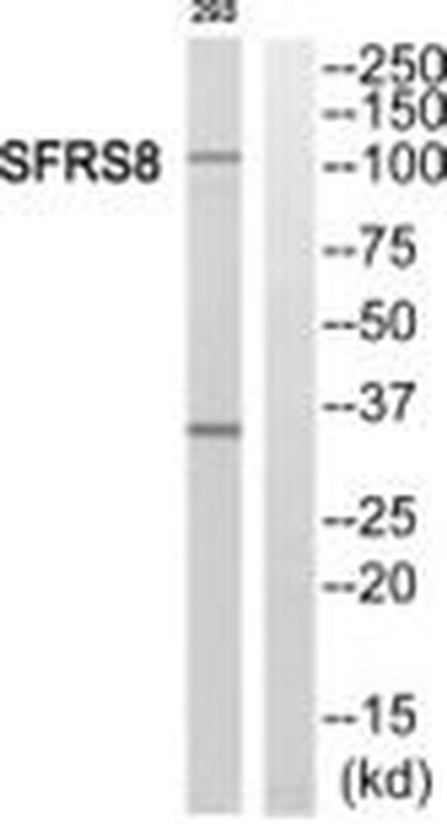 SFRS8 Antibody in Western Blot (WB)