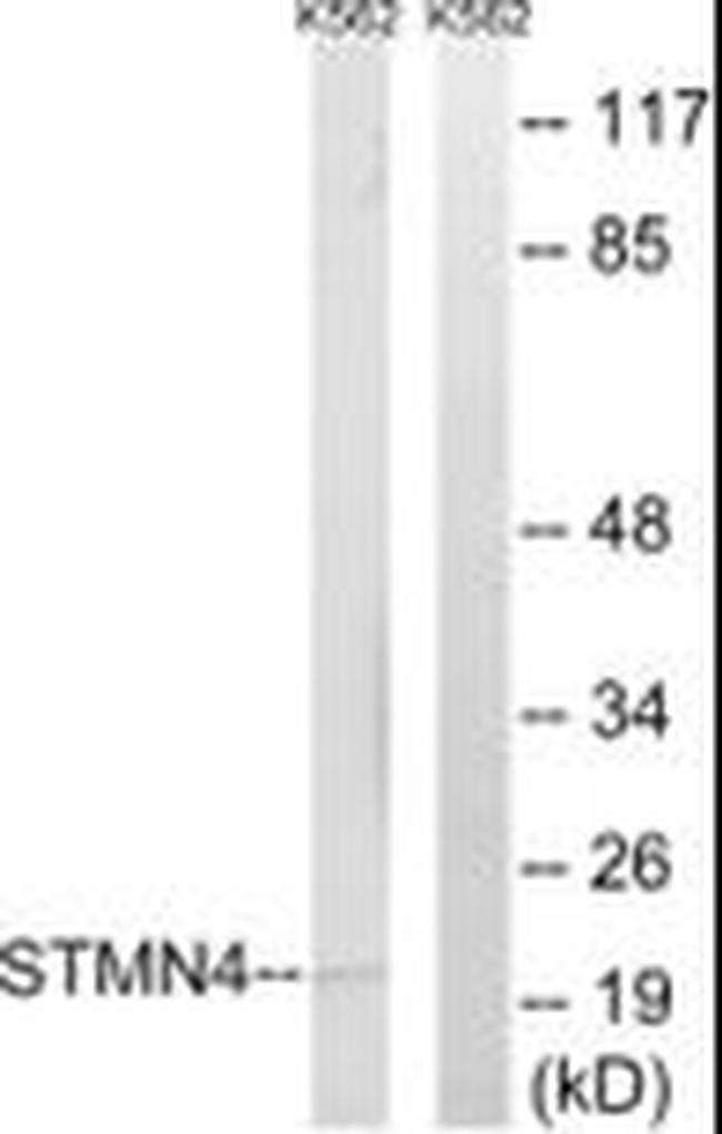 STMN4 Antibody in Western Blot (WB)