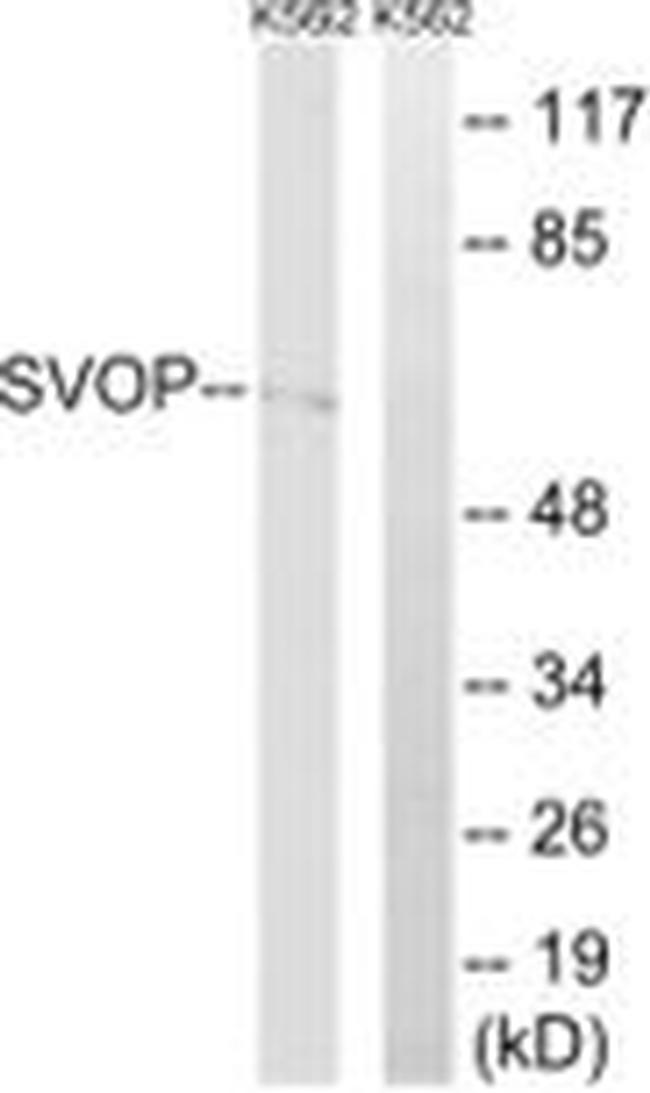 SVOP Antibody in Western Blot (WB)