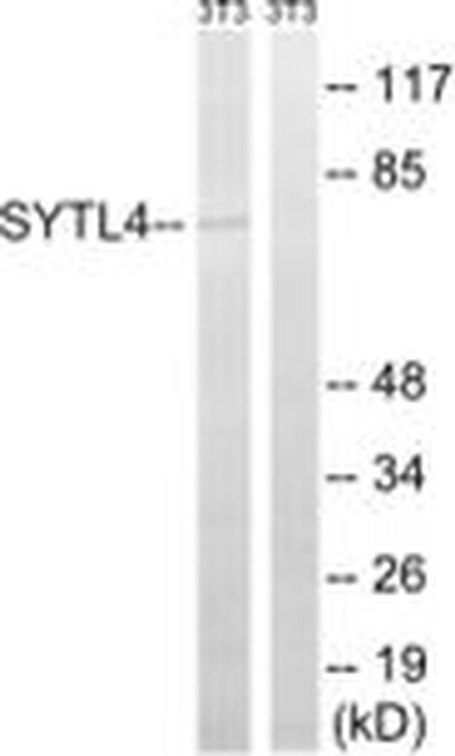 SYTL4 Antibody in Western Blot (WB)