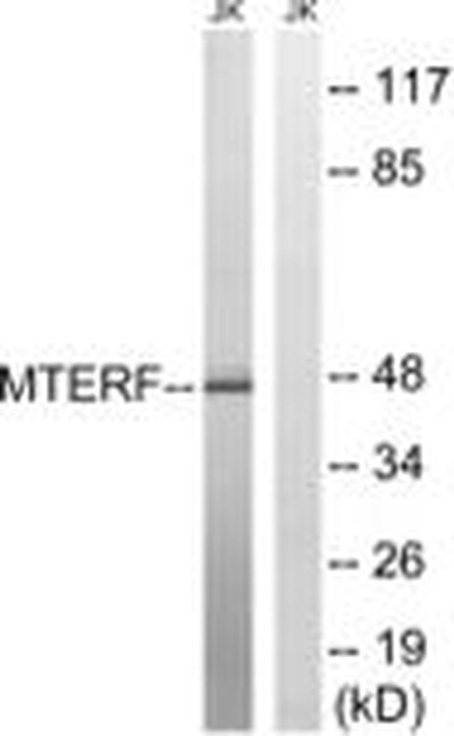 MTERF Antibody in Western Blot (WB)