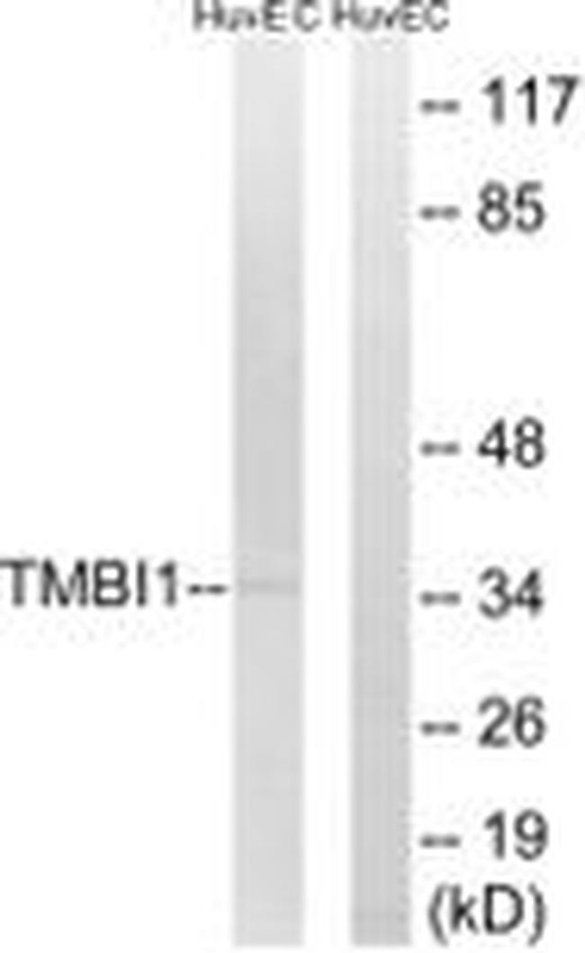 TMBIM1 Antibody in Western Blot (WB)