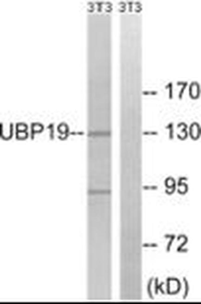USP19 Antibody in Western Blot (WB)
