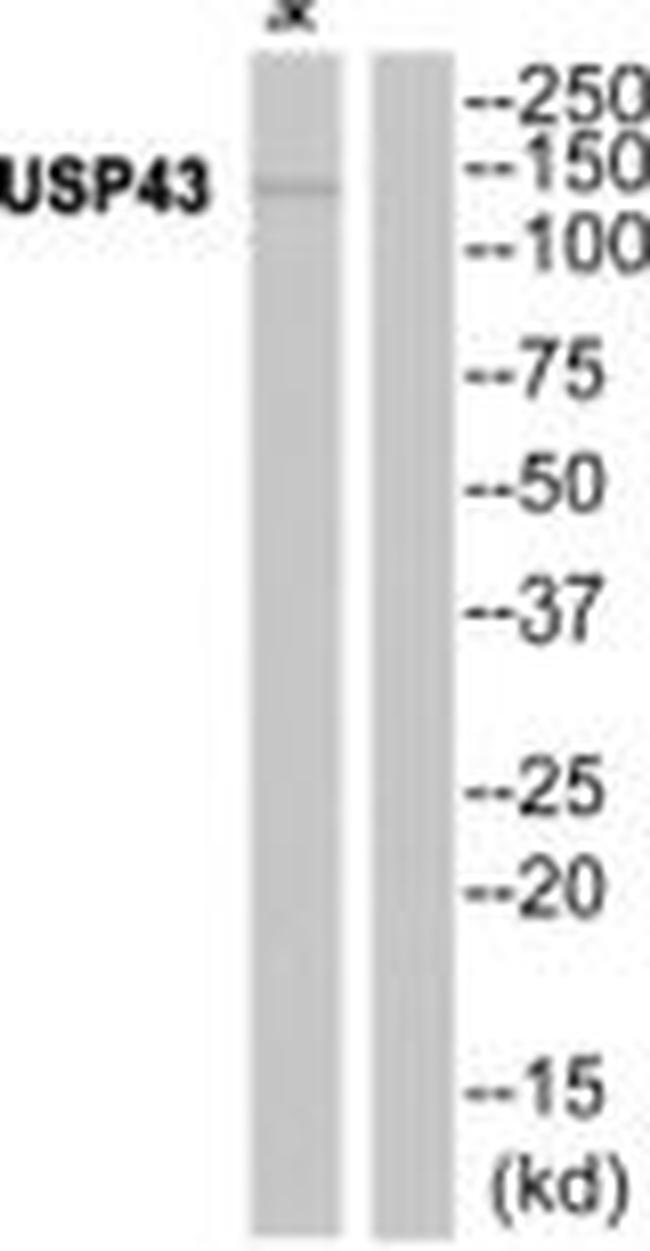 USP43 Antibody in Western Blot (WB)