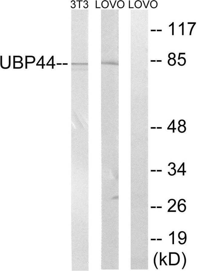 USP44 Antibody in Western Blot (WB)
