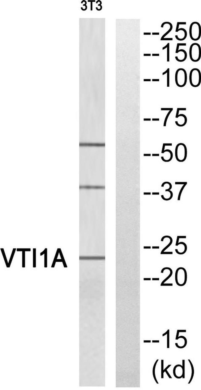 VTI1A Antibody in Western Blot (WB)