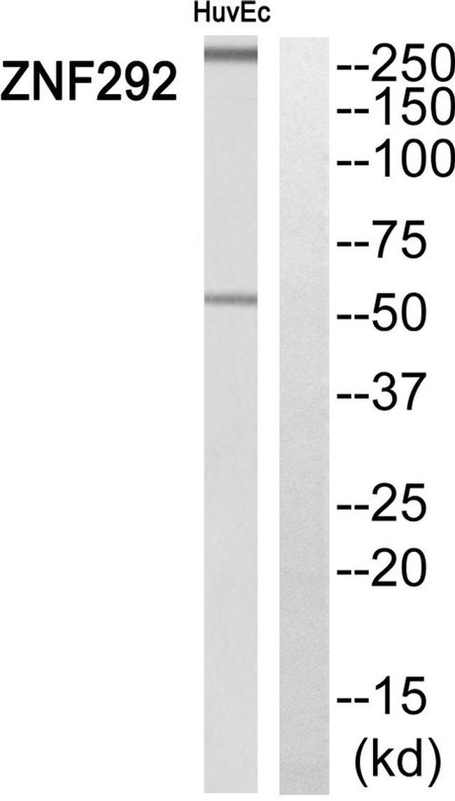 ZNF292 Antibody in Western Blot (WB)