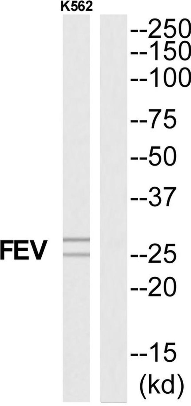 FEV Antibody in Western Blot (WB)