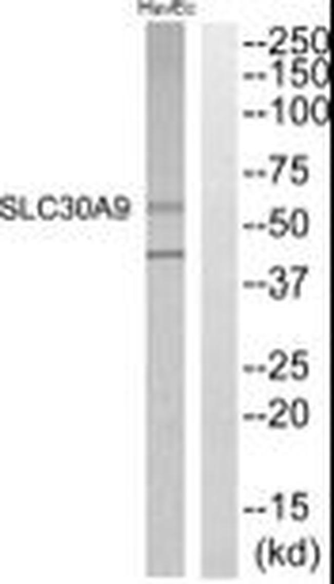 SLC30A9 Antibody in Western Blot (WB)