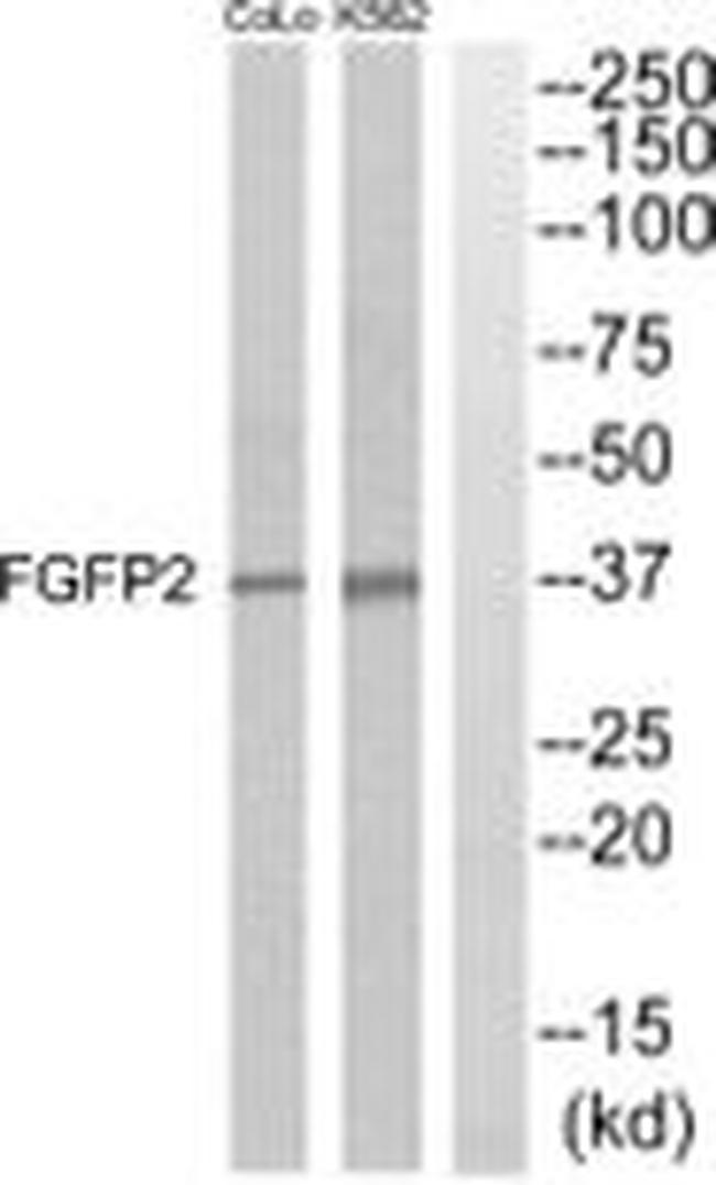 FGFBP2 Antibody in Western Blot (WB)