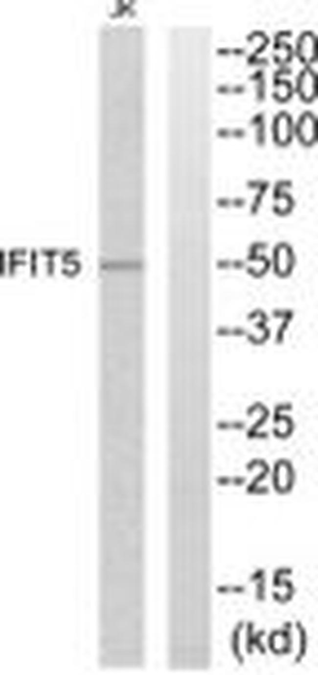 IFIT5 Antibody in Western Blot (WB)