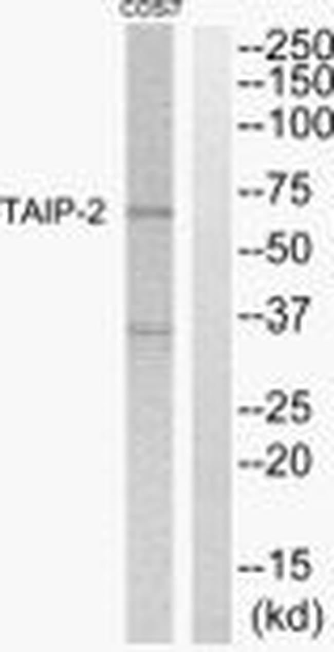 TAIP2 Antibody in Western Blot (WB)