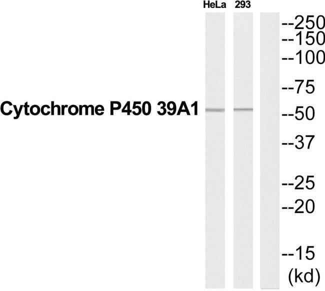 CYP39A1 Antibody in Western Blot (WB)