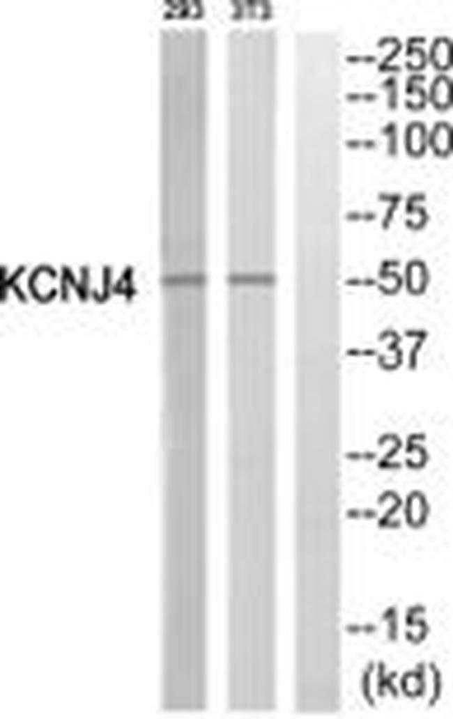Kir2.3 (KCNJ4) Antibody in Western Blot (WB)
