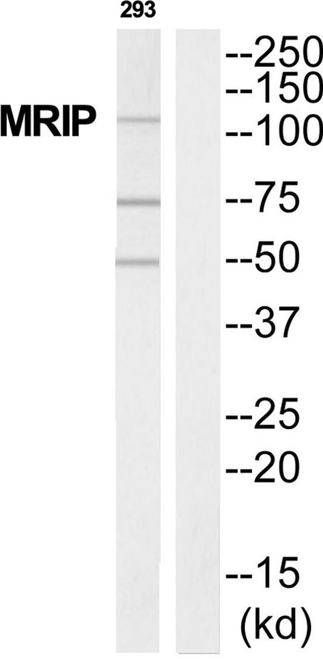 MPRIP Antibody in Western Blot (WB)