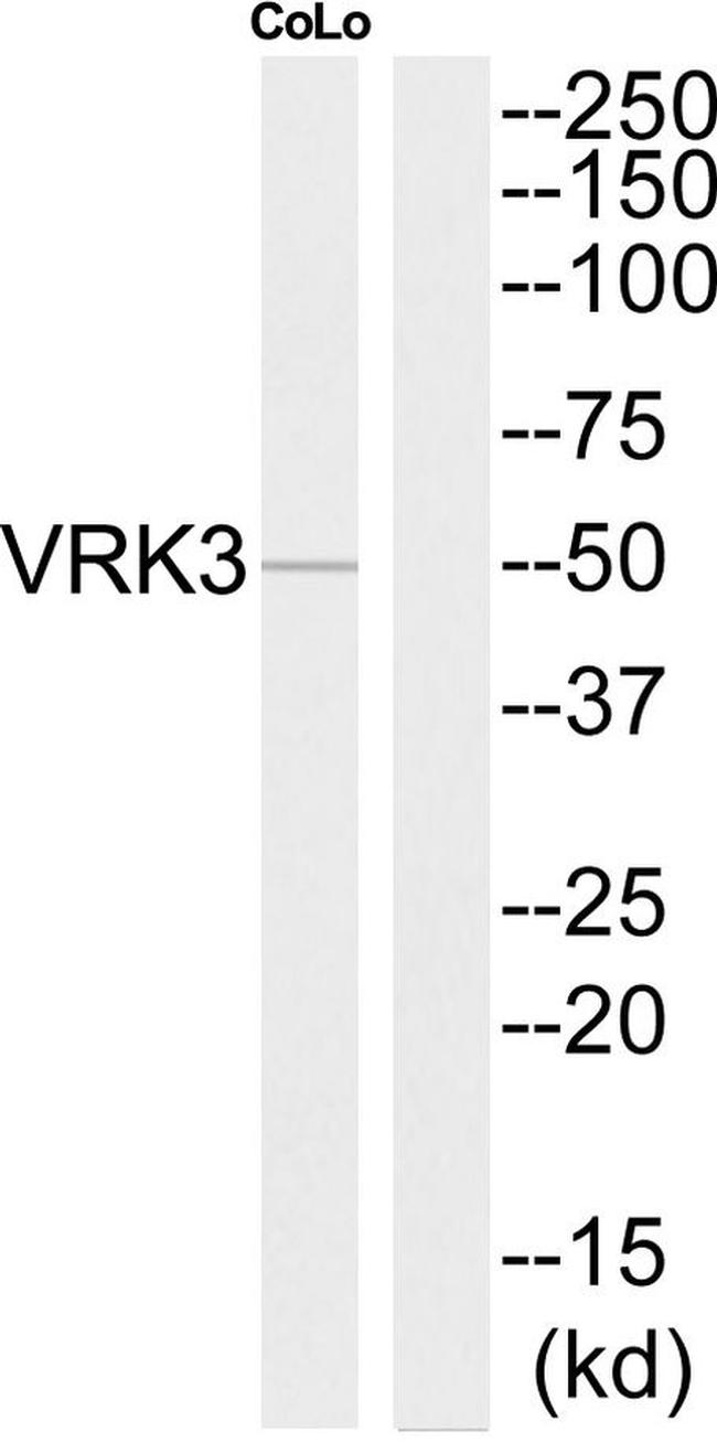 VRK3 Antibody in Western Blot (WB)