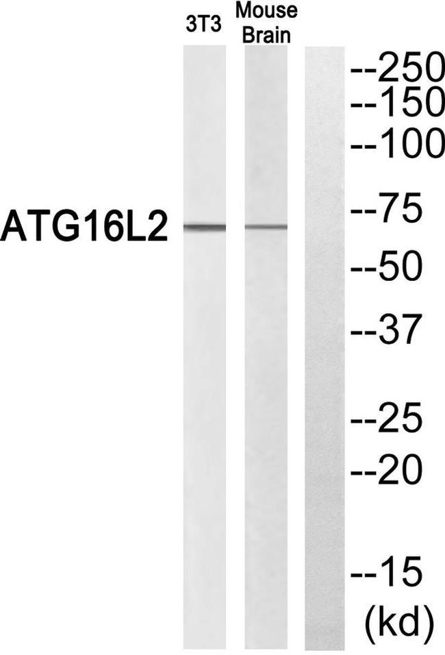 ATG16L2 Antibody in Western Blot (WB)