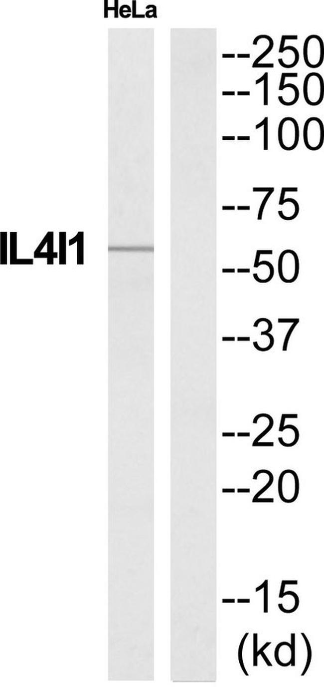 IL4I1 Antibody in Western Blot (WB)