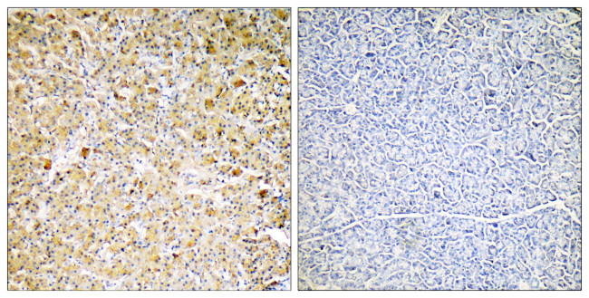 Carboxypeptidase A1 Antibody in Immunohistochemistry (Paraffin) (IHC (P))