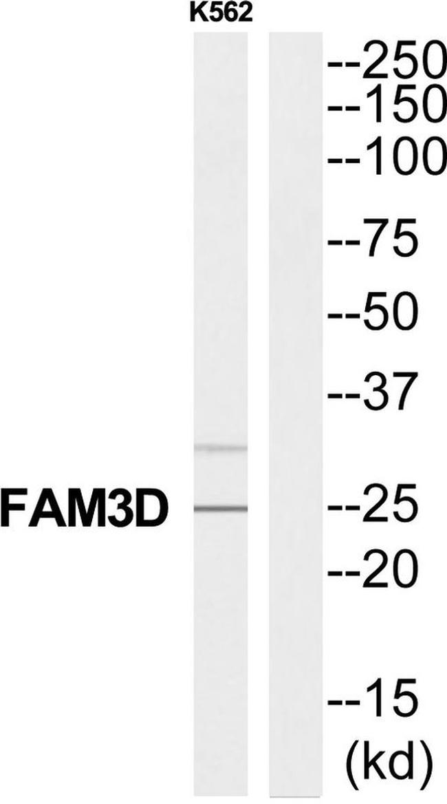 FAM3D Antibody in Western Blot (WB)