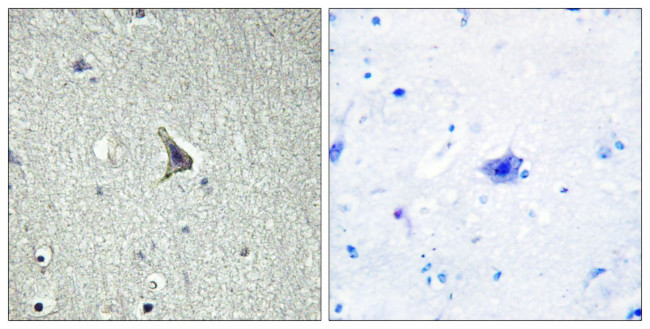 GPR137C Antibody in Immunohistochemistry (Paraffin) (IHC (P))