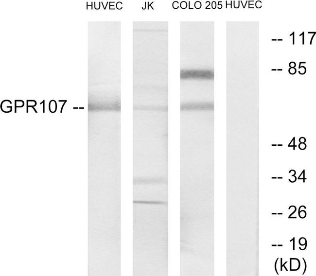 GPR107 Antibody in Western Blot (WB)