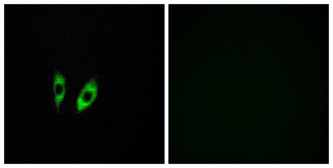 GPR156 Antibody in Immunocytochemistry (ICC/IF)