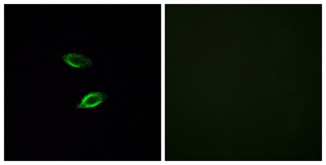 GPR157 Antibody in Immunocytochemistry (ICC/IF)