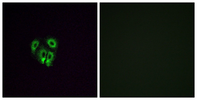OR4F4 Antibody in Immunocytochemistry (ICC/IF)
