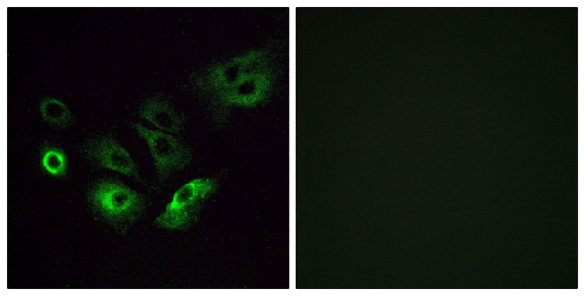 OR4Q3 Antibody in Immunocytochemistry (ICC/IF)