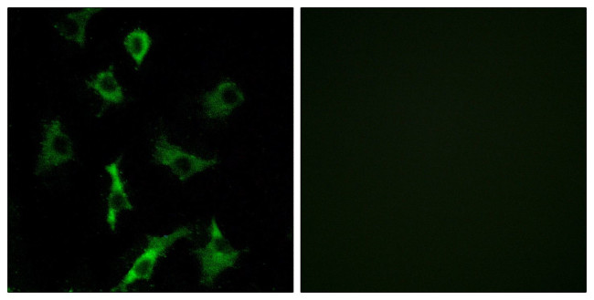 OR5B3 Antibody in Immunocytochemistry (ICC/IF)